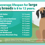 Does the Dog Die, Your Honor? What You Need to Know Before Watching